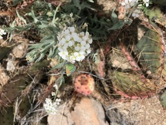 Callophrys mcfarlandi