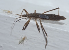 Pygolampis pectoralis