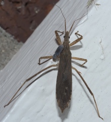 Pygolampis pectoralis