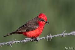 Pyrocephalus rubinus