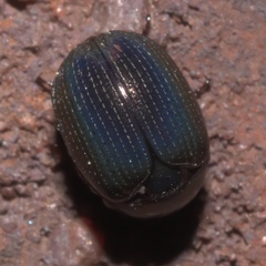 Germarostes globosus