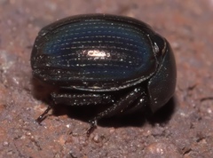 Germarostes globosus