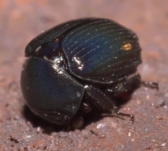 Germarostes globosus