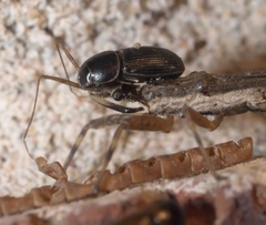 Pygolampis pectoralis