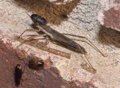 Pygolampis pectoralis