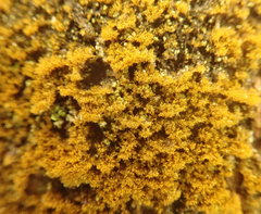 Trentepohlia abietina