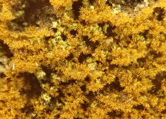 Trentepohlia abietina