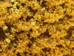 Trentepohlia abietina