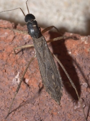 Pygolampis pectoralis