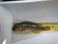 Pseudocrenilabrus philander