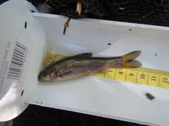 Enteromius motebensis