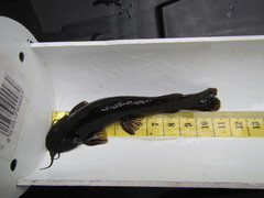 Amphilius uranoscopus