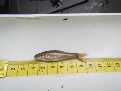 Enteromius motebensis