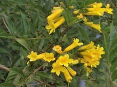 Tecoma stans