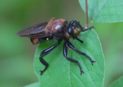Laphria lata
