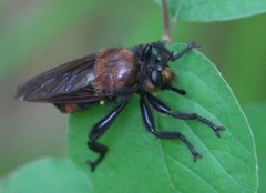 Laphria lata