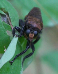 Laphria lata