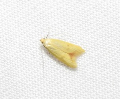 Aeolothapsa malacella