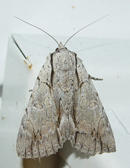 Catocala clintonii