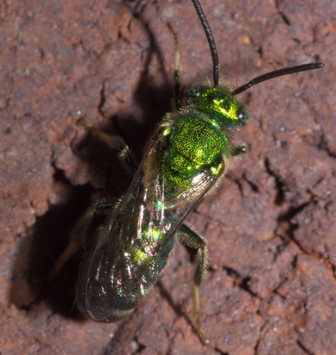 Green Metallic Sweat Bee photo 5