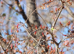 Lysiphyllum cunninghamii