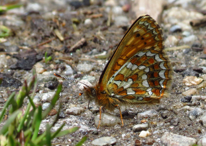 Sindur Checkerspot