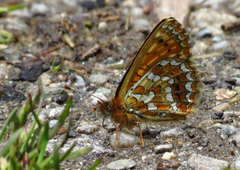Melitaea sindura