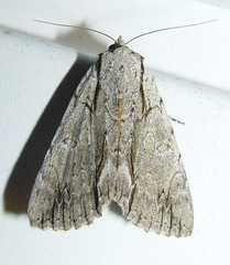 Catocala clintonii