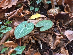 Asarum nipponicum nipponicum