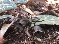 Asarum nipponicum nipponicum