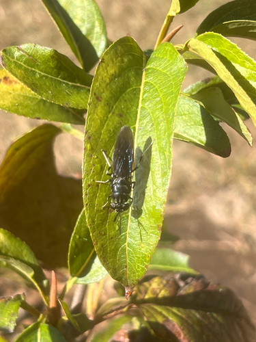 Unknown species found near Grinnell Way, Amherst, MA, US