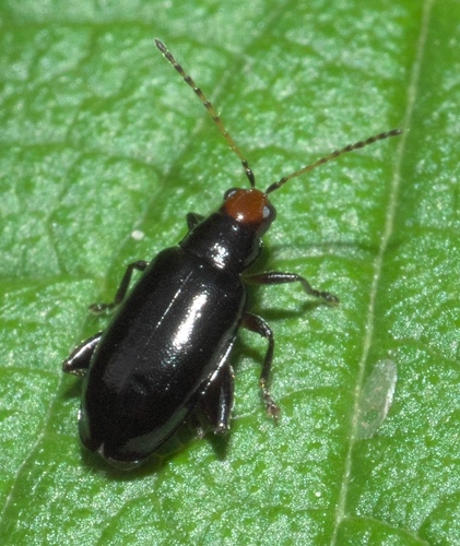Red-headed Systena photo 4
