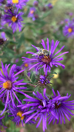 Unknown species found near Commerce Blvd, Rogers, MN, US