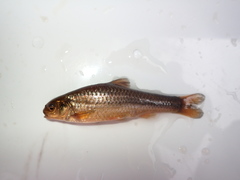 Enteromius motebensis