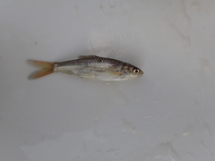 Enteromius paludinosus