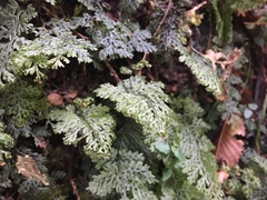 Hymenophyllum barbatum