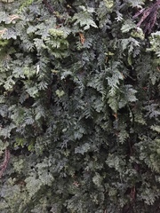 Hymenophyllum barbatum