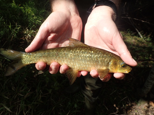 Grootschub-geelvis (Labeobarbus marequensis) — Cyprinidae
