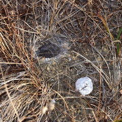 Calisoga longitarsis