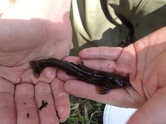 Amphilius uranoscopus