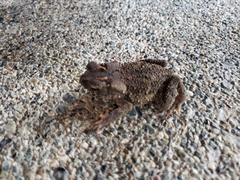 Ingerophrynus philippinicus