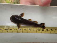 Chiloglanis pretoriae