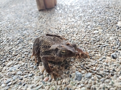 Ingerophrynus philippinicus