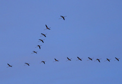 Phoenicopterus roseus