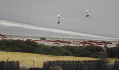 Phoenicopterus roseus