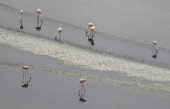 Phoenicopterus roseus