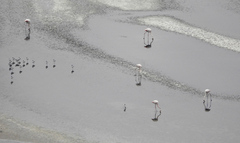 Phoenicopterus roseus