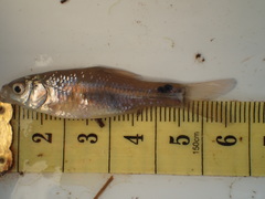 Enteromius paludinosus