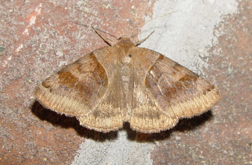 Clover Looper Moth