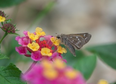 Atalopedes campestris huron